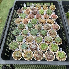 多肉植物2カゴ全部まとめての画像