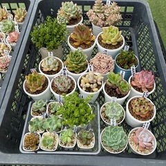 多肉植物2カゴ全部まとめての画像