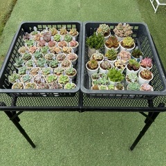 多肉植物2カゴ全部まとめて