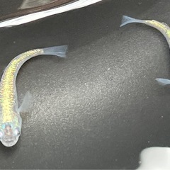 鬼ラメ有精卵15個