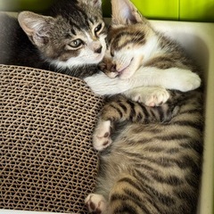 生後2ヶ月 2匹🐱