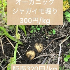 オーガニックじゃがいも　じゃがいも掘り