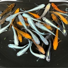 🐟いろいろメダカ 20匹+おまけ 【選別おまかせ】①🐟