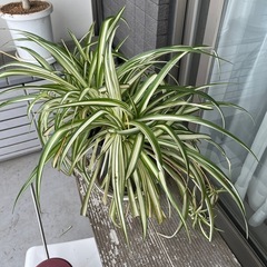 観葉植物、オリズルランです！