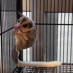 フクロモモンガ　モザイク　メス