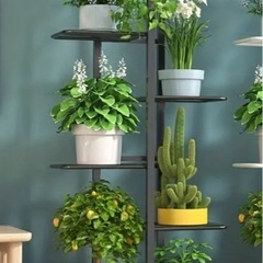 観葉植物　花段