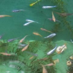 メダカ22匹以上
