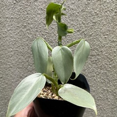 観葉植物の苗 フィロデンドロン シルバーメタル