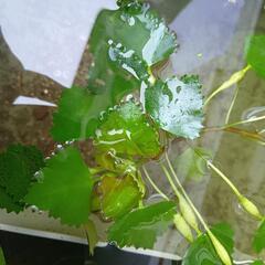 水草　菱(ヒシ)
