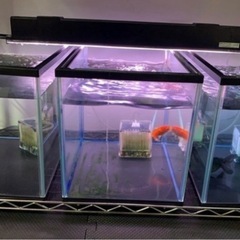 45cm水槽 決まりました！