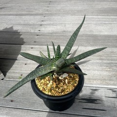 ガステリア　アキナキフォリア　観葉植物　多肉植物の画像