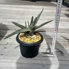 ガステリア　アキナキフォリア　観葉植物　多肉植物