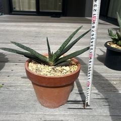 ガステリア　アキナキフォリア　観葉植物　多肉植物の画像