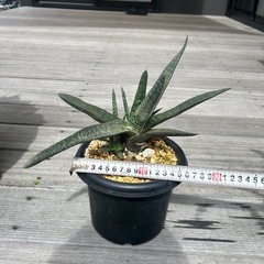 ガステリア　アキナキフォリア　観葉植物　多肉植物の画像