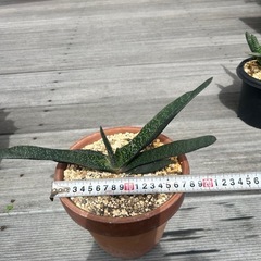ガステリア　アキナキフォリア　観葉植物　多肉植物の画像