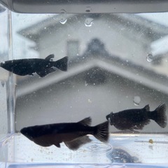 オロチメダカの画像