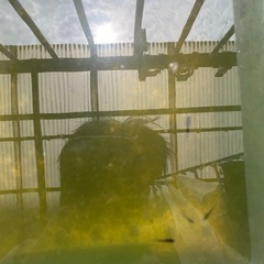オロチメダカの画像