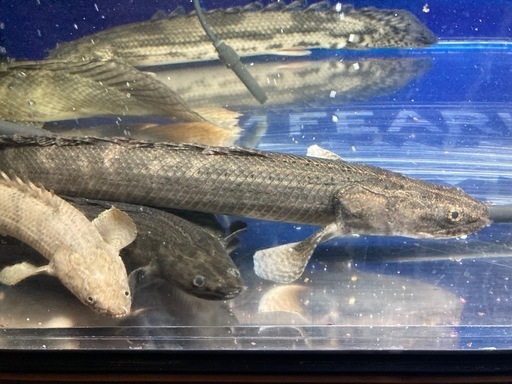 ポリプテルス14匹セット 大型魚 熱帯魚 古代魚