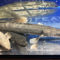 ポリプテルス14匹セット 大型魚 熱帯魚 古代魚