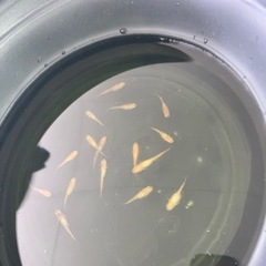 三色ラメめだか(仮)10〜15匹ほどの画像