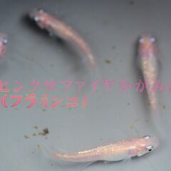 値下げ　増量　レア個体　フラミンゴ（ピンクサファイヤカガミ鱗）　...