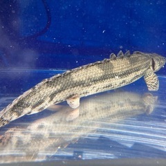 ポリプテルス14匹セット 大型魚 熱帯魚 古代魚の画像