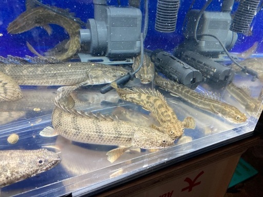 ポリプテルス14匹セット 大型魚 熱帯魚 古代魚 ポリプテルス14匹セット 大型魚 熱帯魚 古代魚