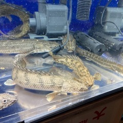 ポリプテルス14匹セット 大型魚 熱帯魚 古代魚の画像