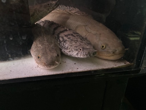 ポリプテルス14匹セット 大型魚 熱帯魚 古代魚 ポリプテルス14匹セット 大型魚 熱帯魚 古代魚