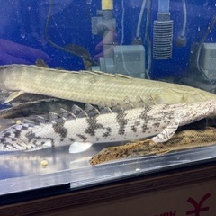 ポリプテルス14匹セット 大型魚 熱帯魚 古代魚の画像
