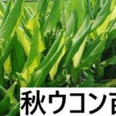 500円　秋ウコン(ターメリック) 　発芽済み種芋150g 今が...