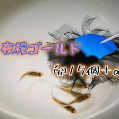 夜桜ゴールドめだか  卵12個