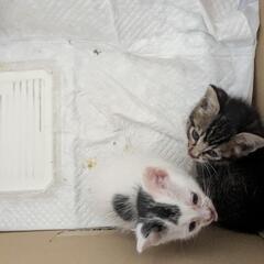 子猫　0歳1ヶ月ちょい？