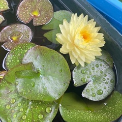 温帯睡蓮　プッタラクサー　ポットごと