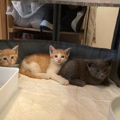 子猫　保護猫　6週目位の子猫３匹です　茶トラ　茶白　グレー
