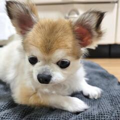 チワワ　メス10歳