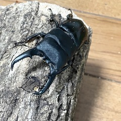 【受け渡し決定】ヒラタクワガタ③【福岡県産】