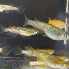 メダカ𓆛金塊𓆛1ペアの画像