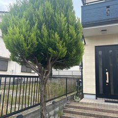 木の剪定