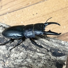 ヒラタクワガタ⑤【福岡県産】