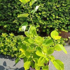 アナベル大苗　開花前