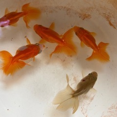 土佐錦魚（トサキン）の美 - メルカリ