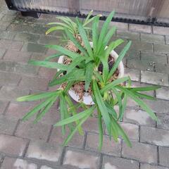 鉢植え植物（アガパンサスかも）