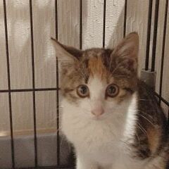 ☆クリクリお目目のとても可愛いサバトラ＆三毛猫女の子姉妹と美人マ...