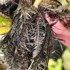 卵30個　幹之みゆきメダカ鉄仮面フルボディ