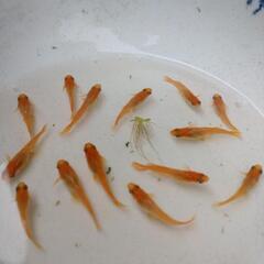 改良メダカ針子稚魚　15匹 5式タイプRレッドクリフ青蝶ひかり幹之夜桜銀牡丹ドラゴンブルー　の画像