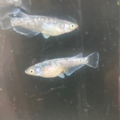 🌸ミッドナイトフリル1ペア🌸の画像