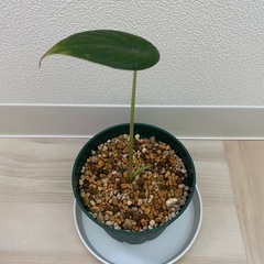観葉植物　アロカシア　ドラゴンスケール