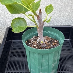 (取引中)いちじく LSU Tiger 挿木苗