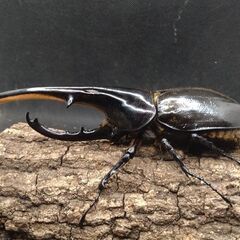 ヘラクレスオオカブトムシ　♂♀ペア　6-1